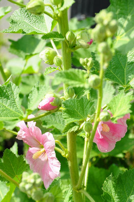 110521hollyhock.jpg