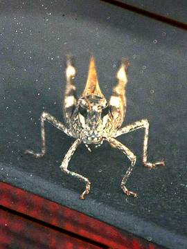 110830grasshopper1.jpg