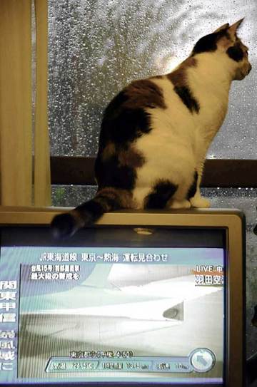 110921shake.jpg