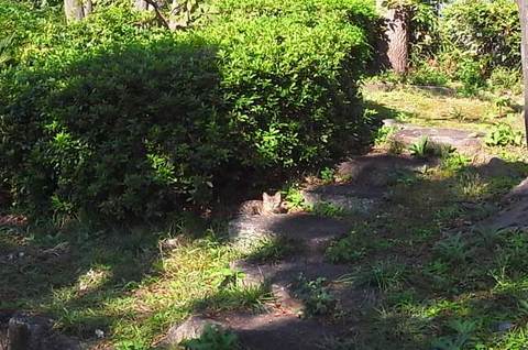 111031cat1.jpg
