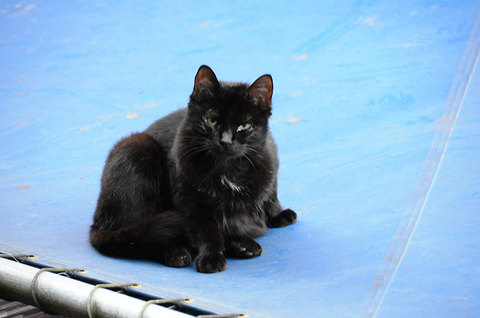111115cat1.jpg