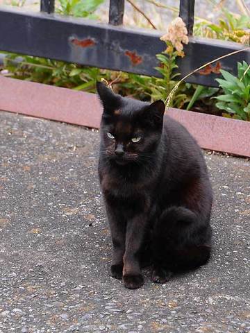 111128cat.jpg