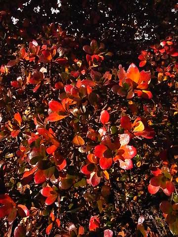 120113leaves.jpg