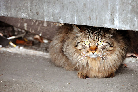 120331cat.jpg