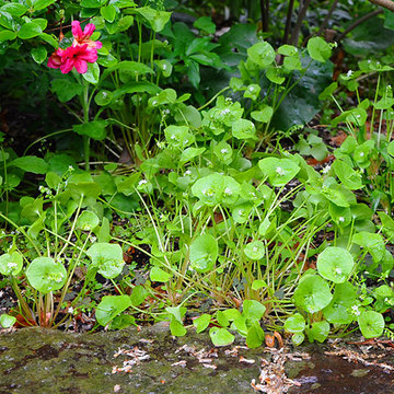 120506winter-purslane1.jpg
