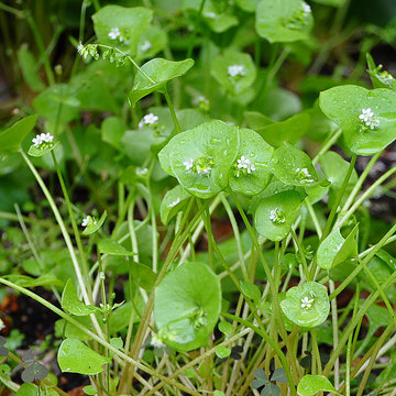 120506winter-purslane2.jpg