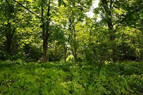120620walk09.jpg