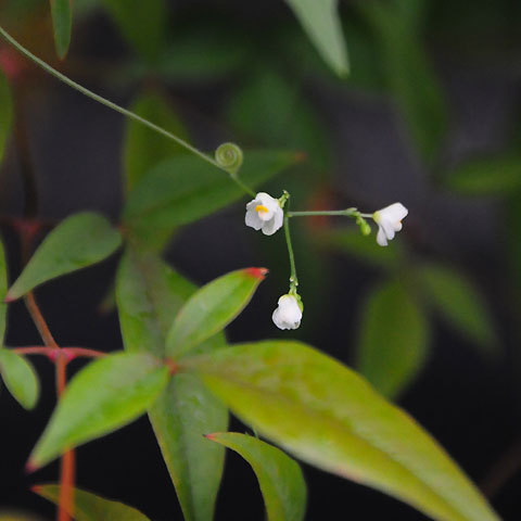 120814green1.jpg