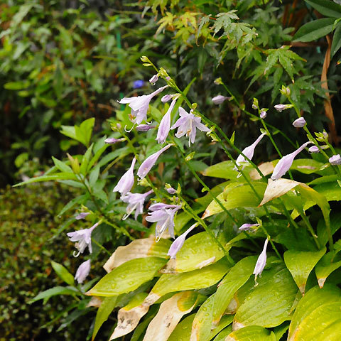 120814green2.jpg