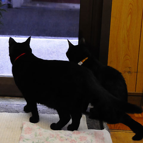 120814mimi&jiji.jpg