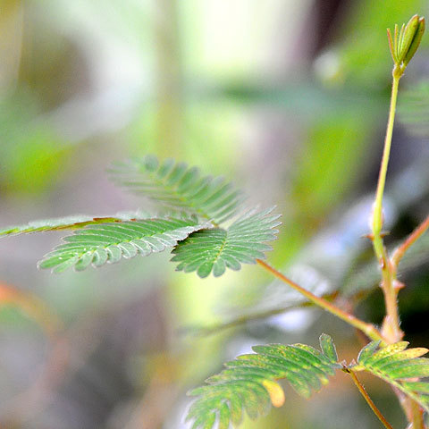 120815green.jpg