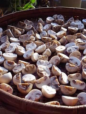 120915mushroom.jpg