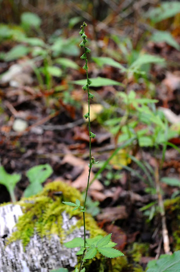 121007norikura42.jpg