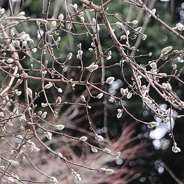 130127walk18.jpg