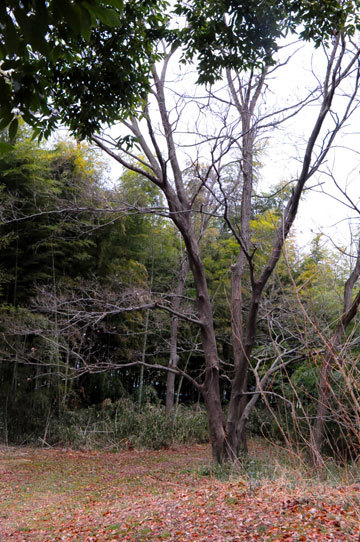 130127walk20.jpg