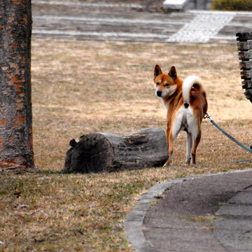 130127walk21.jpg