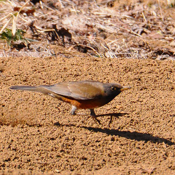 130203walk19.jpg