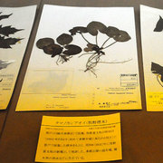 130424walk06.jpg