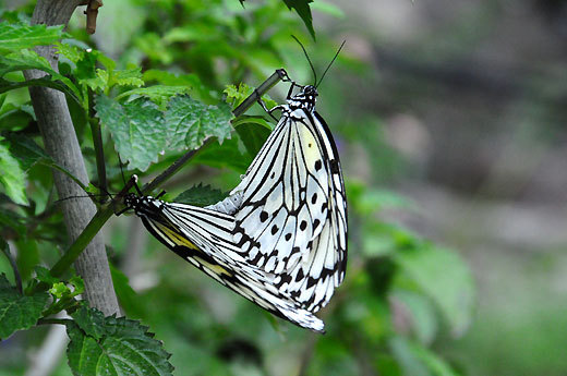 140321tamazoo.i12.jpg