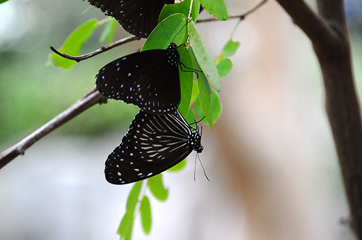140321tamazoo.i14.jpg