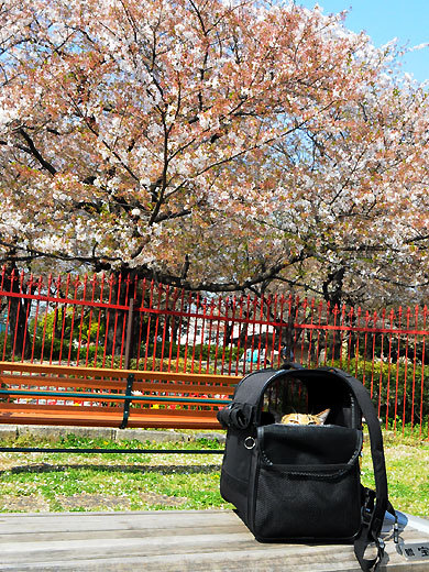 140409kawasakidaishi04.jpg