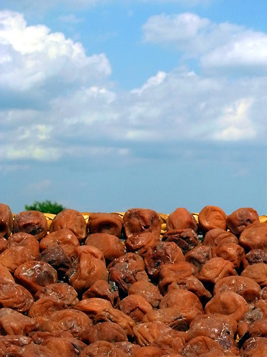 140728umeboshi.jpg