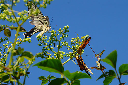 140819walk14.jpg