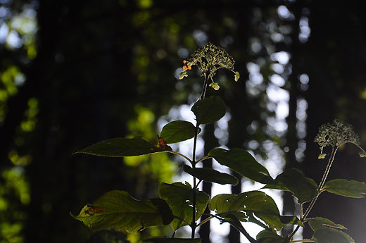 140928hinohara02.jpg