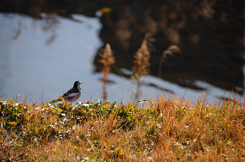 141231walk01.jpg