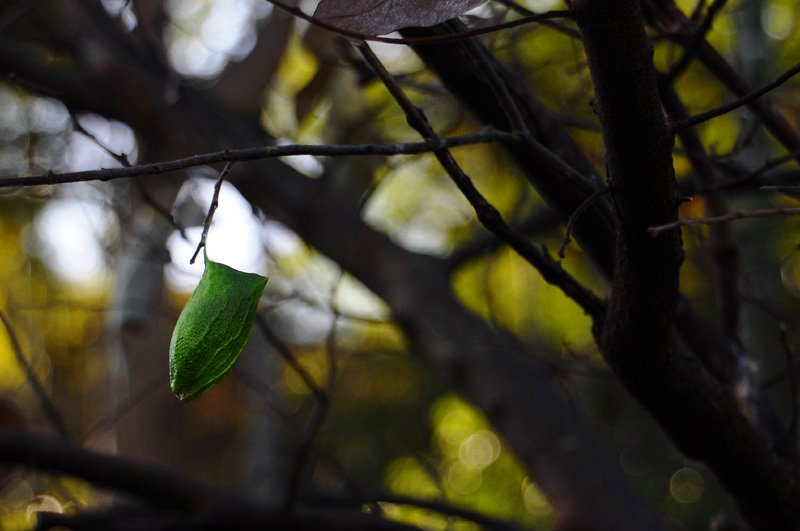 141231walk08.jpg