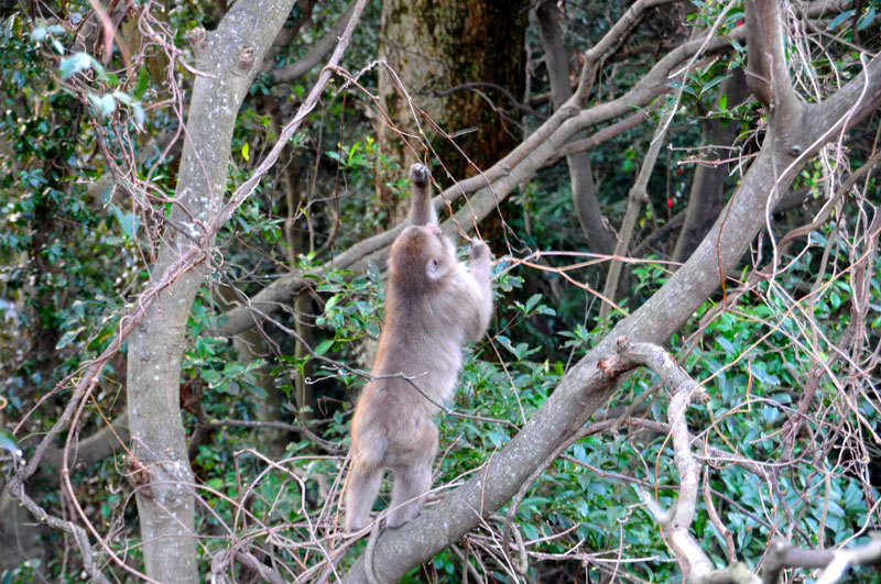 150304monkey02.jpg