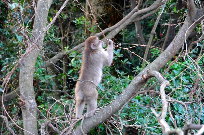 150304monkey03.jpg