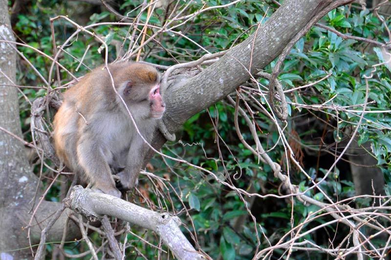 150304monkey04.jpg
