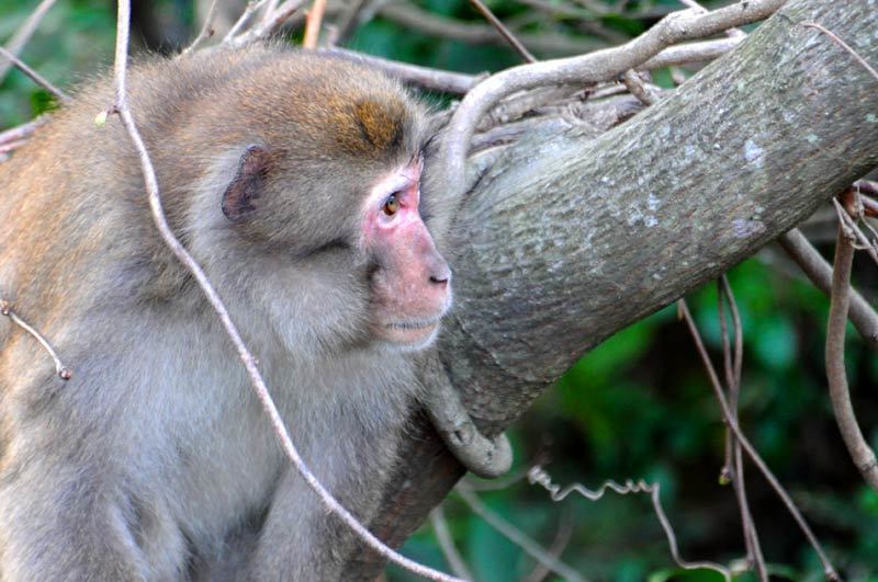 150304monkey05.jpg
