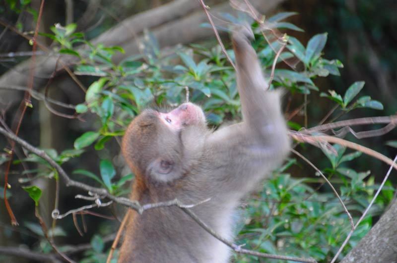 150304monkey06.jpg