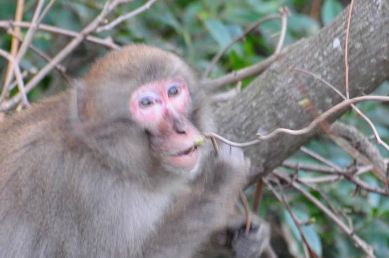 150304monkey07.jpg