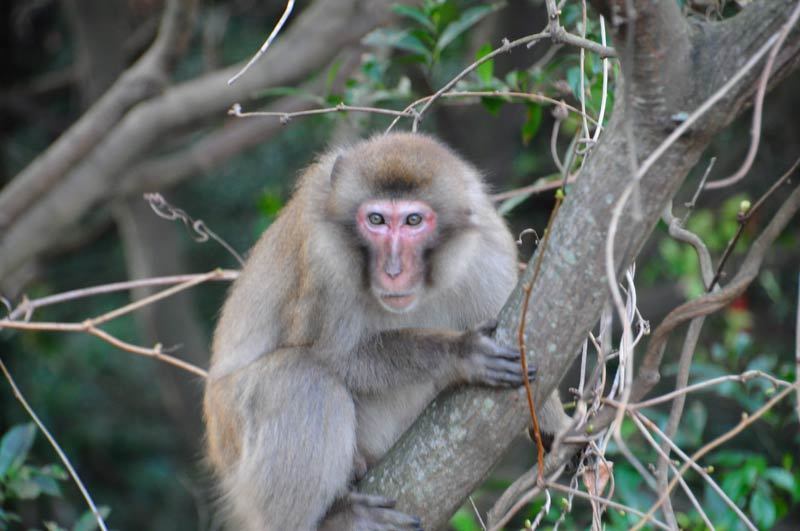 150304monkey08.jpg