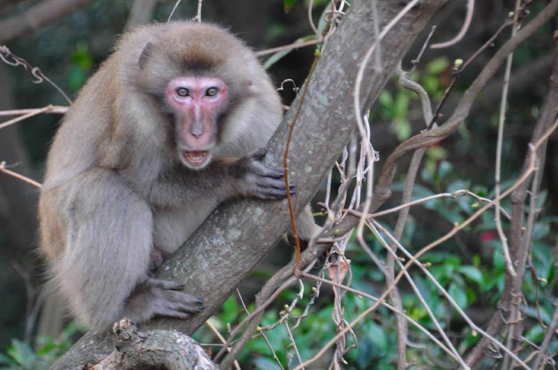 150304monkey09.jpg