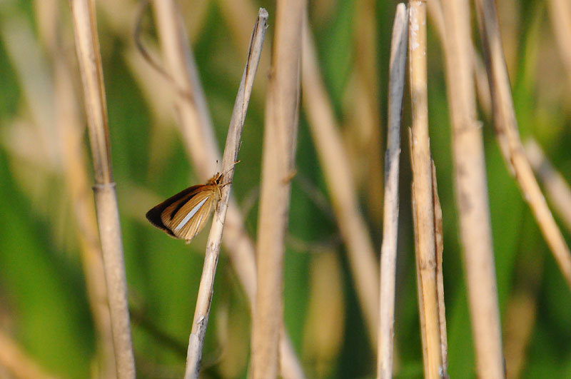 150423insect4.jpg