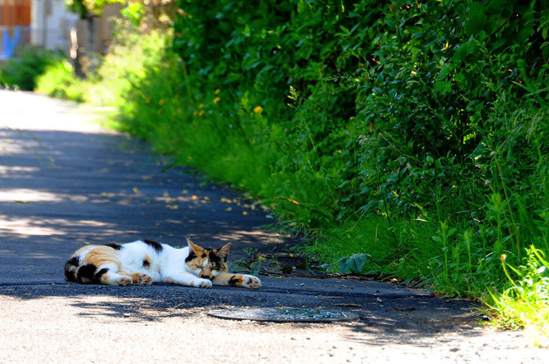 150513cat1.jpg