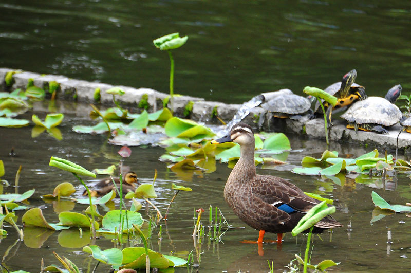 150520spotbilledduck02.jpg