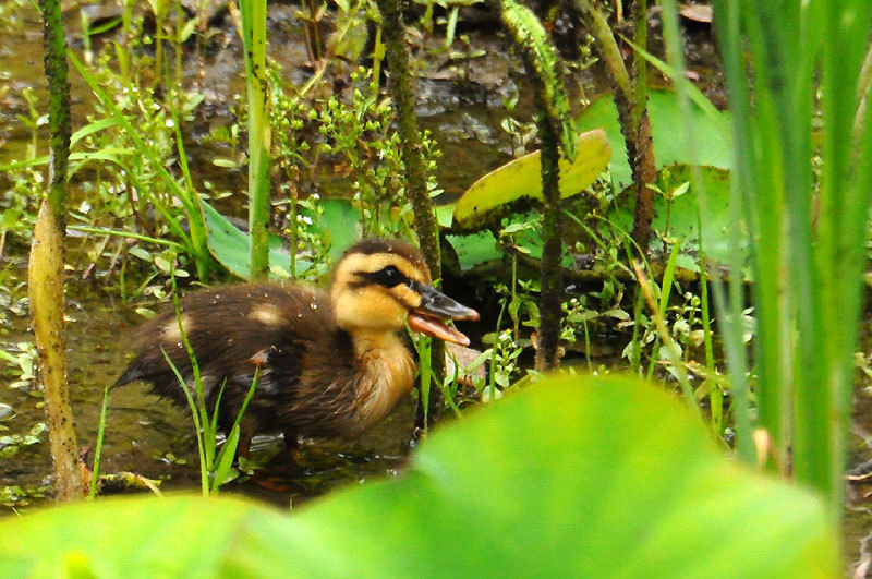 150520spotbilledduck03.jpg