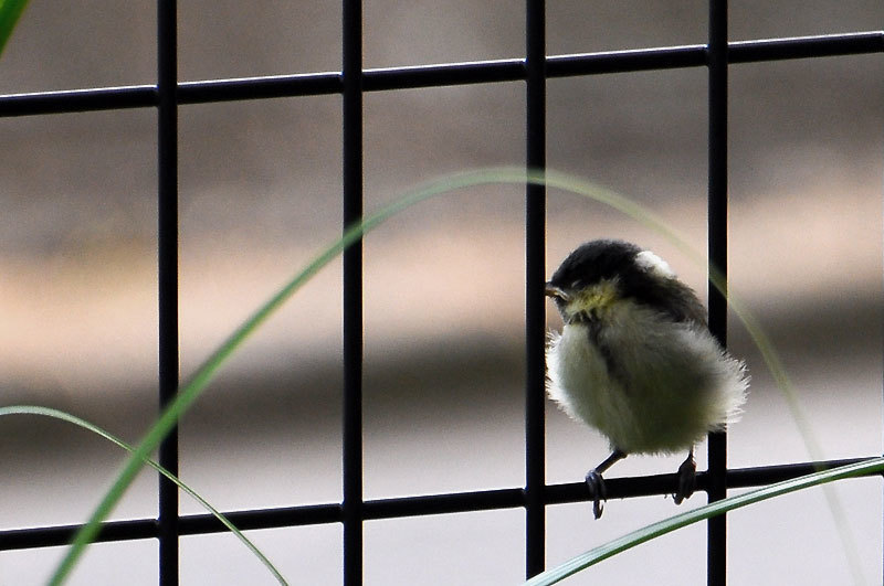 150625bird.jpg