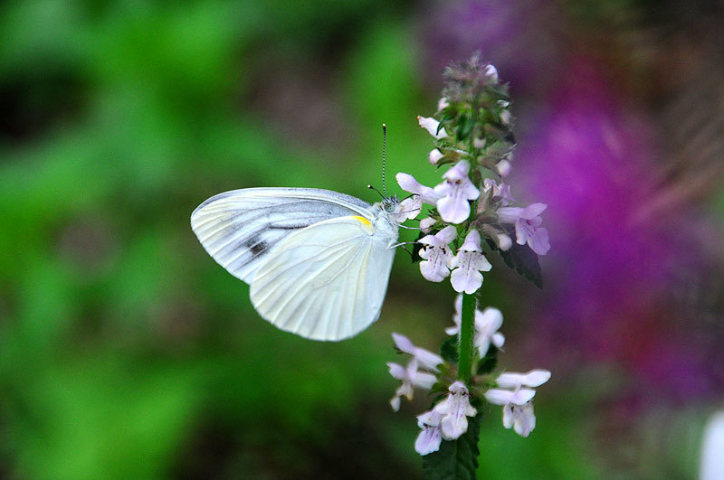 150708butterfly.jpg
