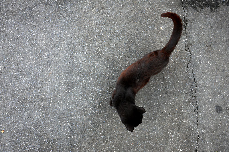 150723cat2.jpg