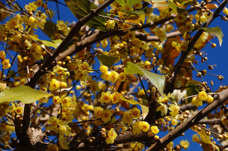 160101wintersweet.jpg