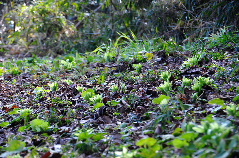 160214walk01.jpg