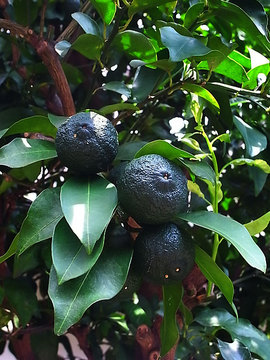 100815garden3.jpg