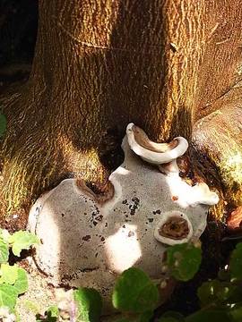 100815garden4.jpg