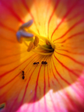 100815garden6.jpg